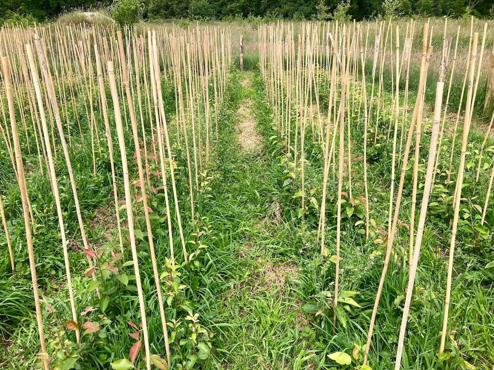 Kwekerij Toffe Peren